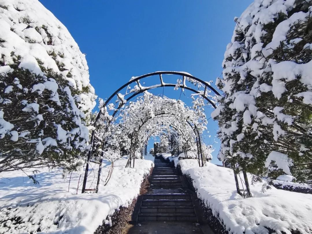 雪落玉龙，三冬含暖。